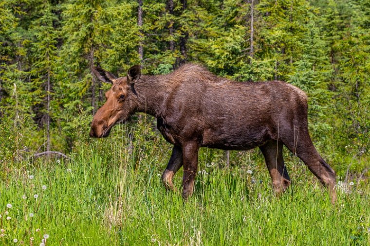 030 Alaska Highway, eland.jpg